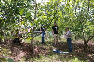 重慶巫山 6.3萬畝核桃產業(yè)助力脫貧攻堅