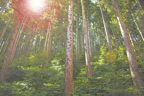 一個人的林業(yè)實踐與一個縣的林業(yè)試驗