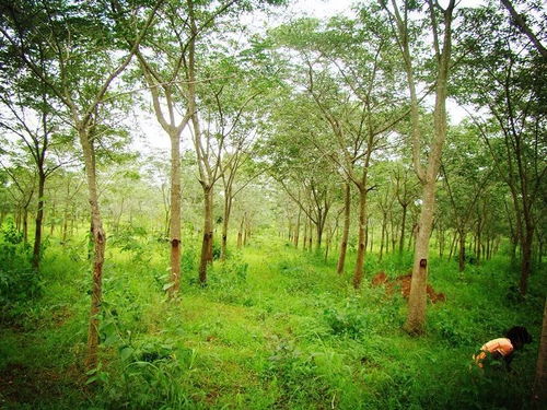 印度社區(qū)林業(yè)實踐對我國集體林權制度改革的啟示