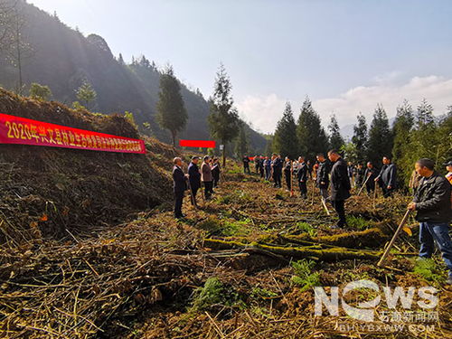 我縣開展林業(yè)生態(tài)恢復司法補種復綠活動