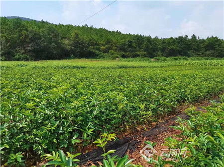 云南省宣威市林業(yè)產業(yè)經濟效益顯著提升