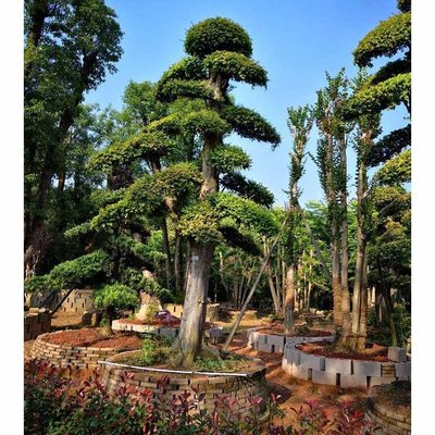 榆樹樁景 工業(yè)應用中的多樣化盆景藝術